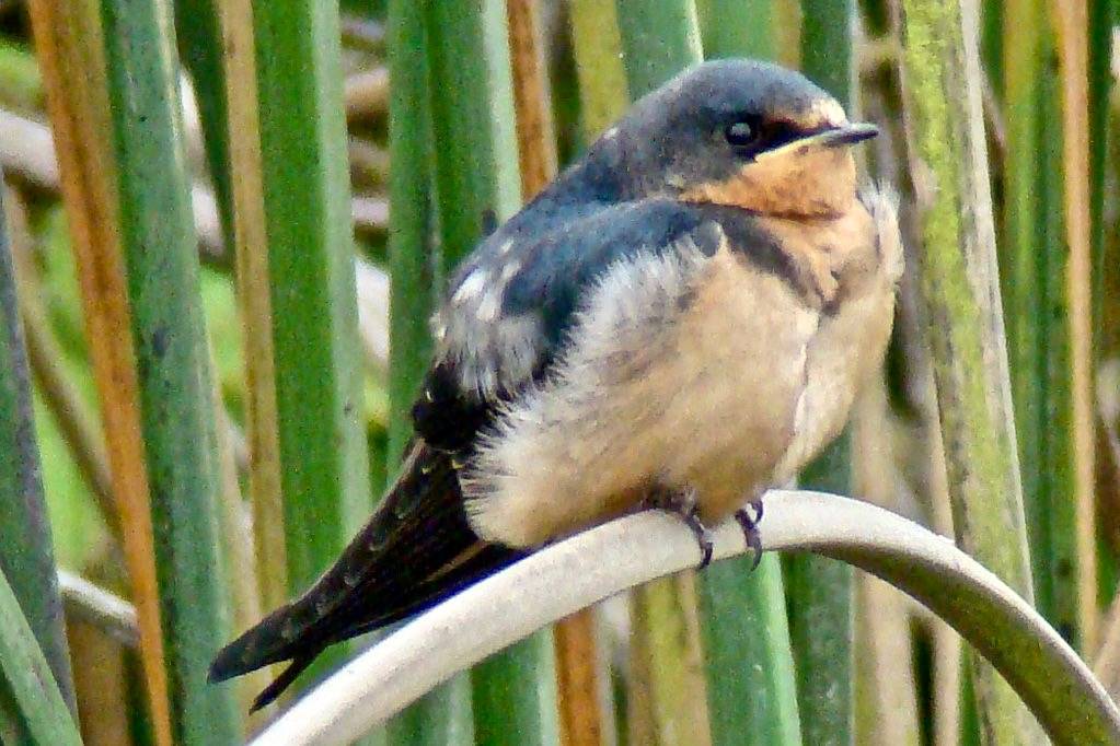 BARN SWALLOW (Hirundo rustica)